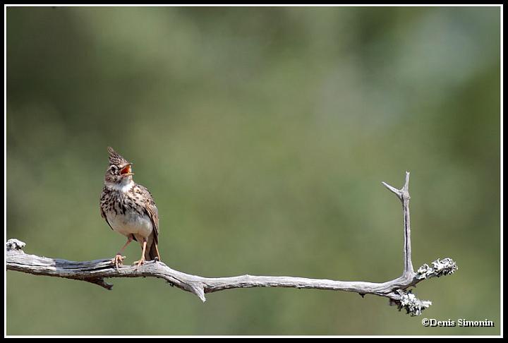cochevis huppé chantant